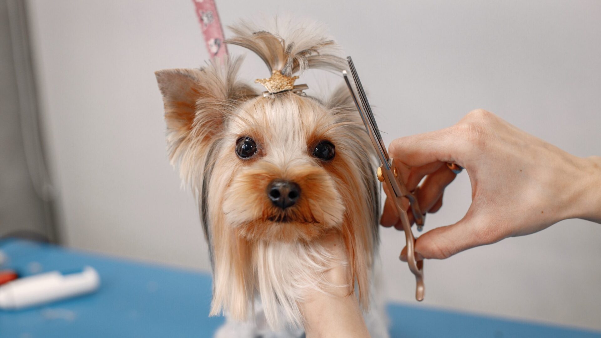 Καλλωπισμός Κατοικίδιων Καλλωπισμός Κατοικίδιων