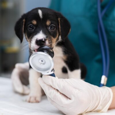 Προληπτική Ιατρική: Εξέταση Σκύλου