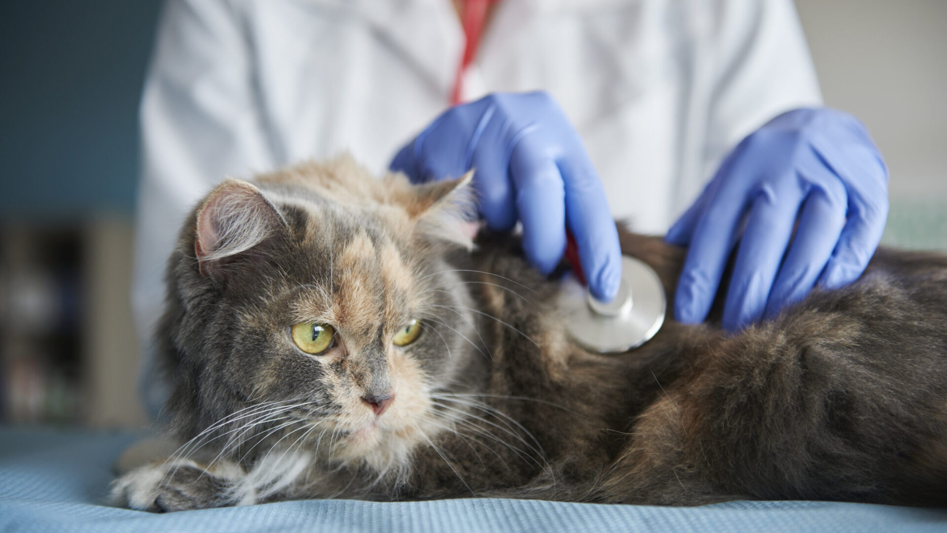 Προληπτική Ιατρική: Εξέταση γάτας με στηθοσκόπιο Προληπτική Ιατρική: Εξέταση γάτας με στηθοσκόπιο